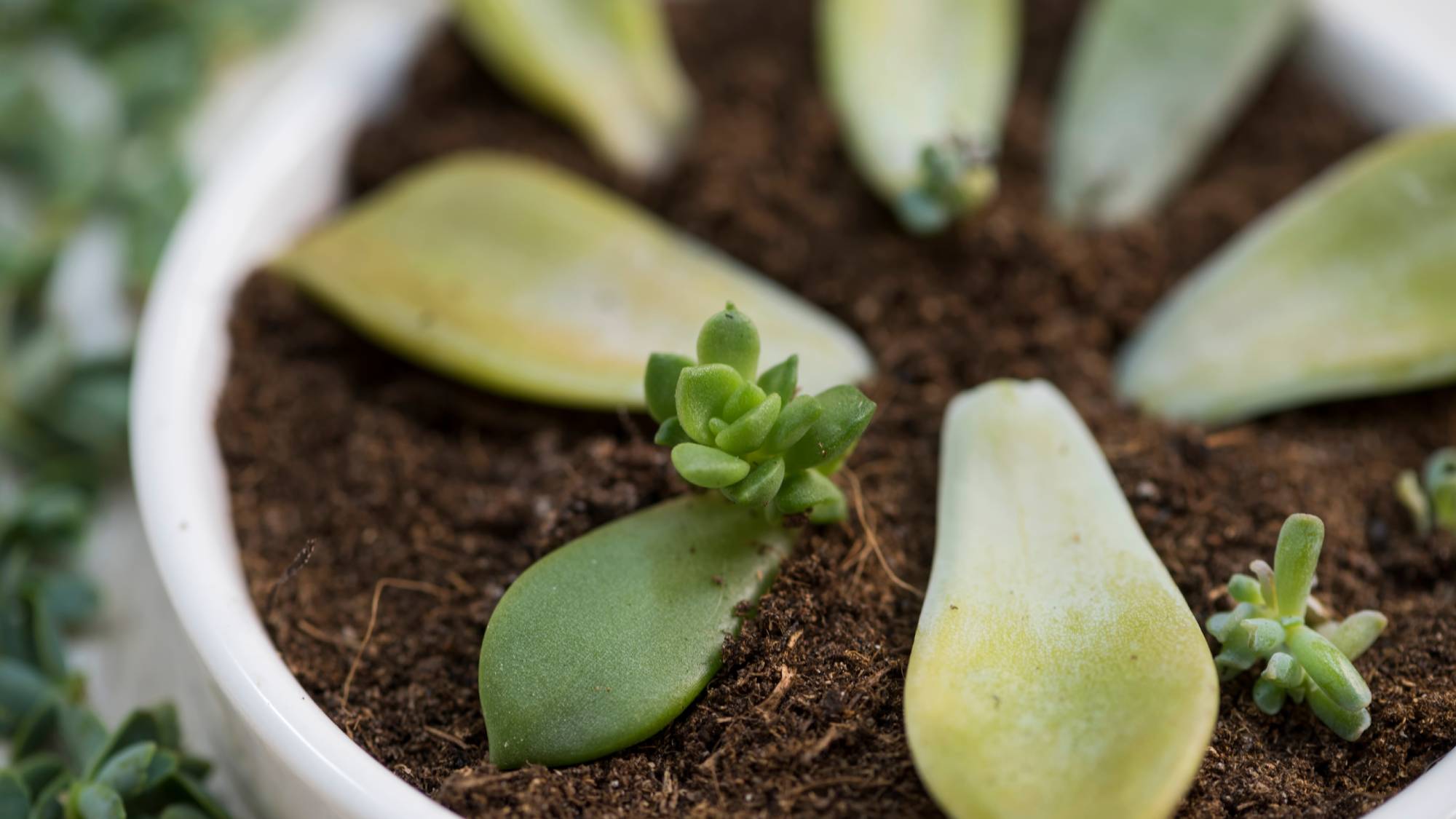 How to propagate succulents