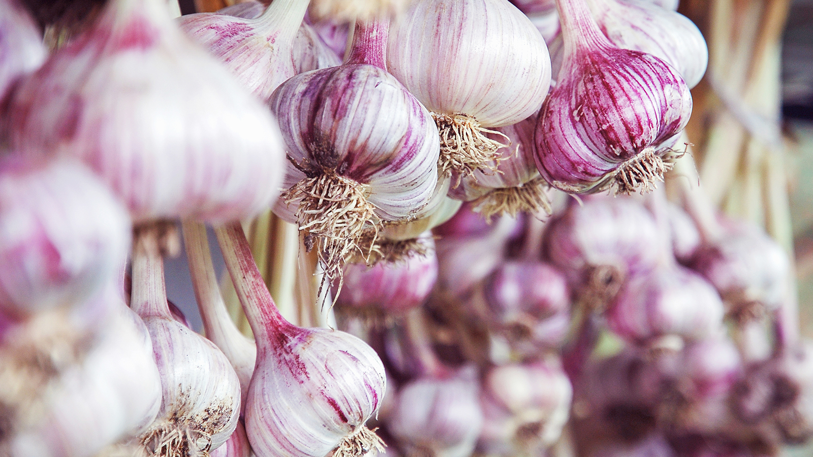 Garlic bulbs hanging up to dry