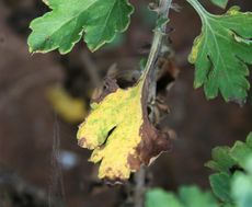 Yellowing Chrysanthemum Plant Leaves