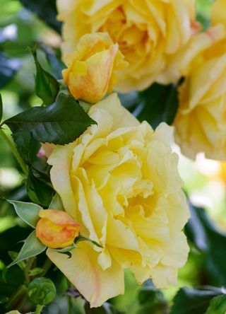 yellow roses