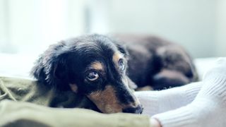 Are dogs in heat in pain?