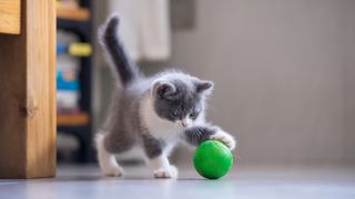 Kitten playing