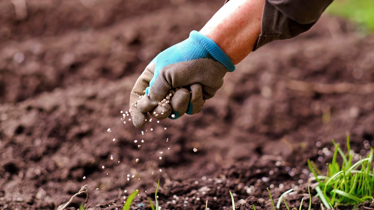 Granular fertilizer being spread by hand in a garden