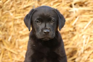 Labrador Puppy in straw