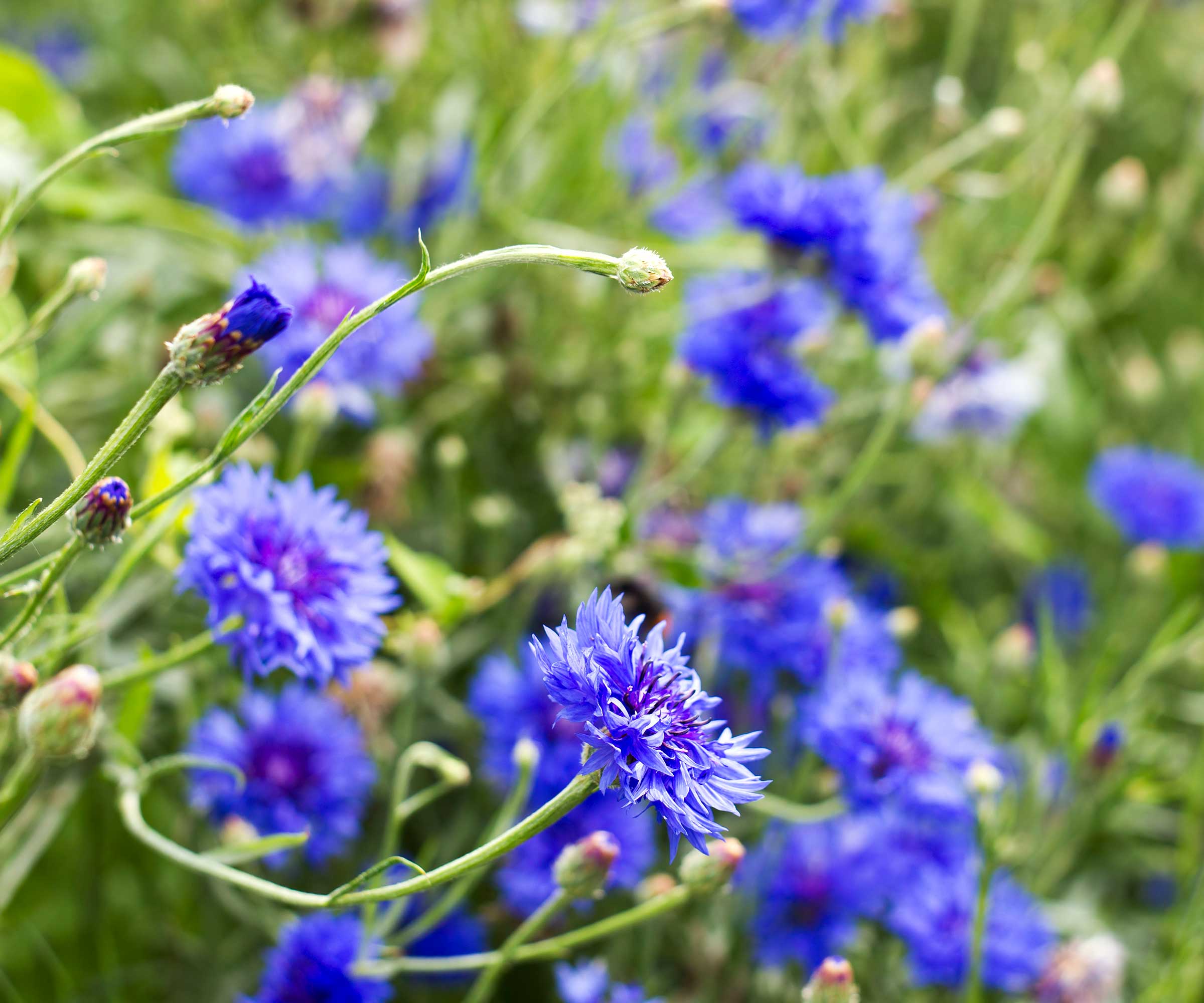 Easiest Flowers To Grow From Seed 8 To Sow This Spring Homes Gardens