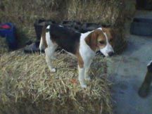 marble-beagle.JPG