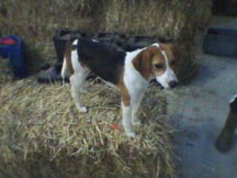 marble-beagle.JPG
