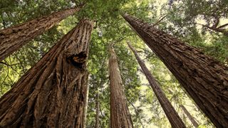 Californian redwoods