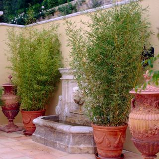 Golden Bamboo tree in pots 