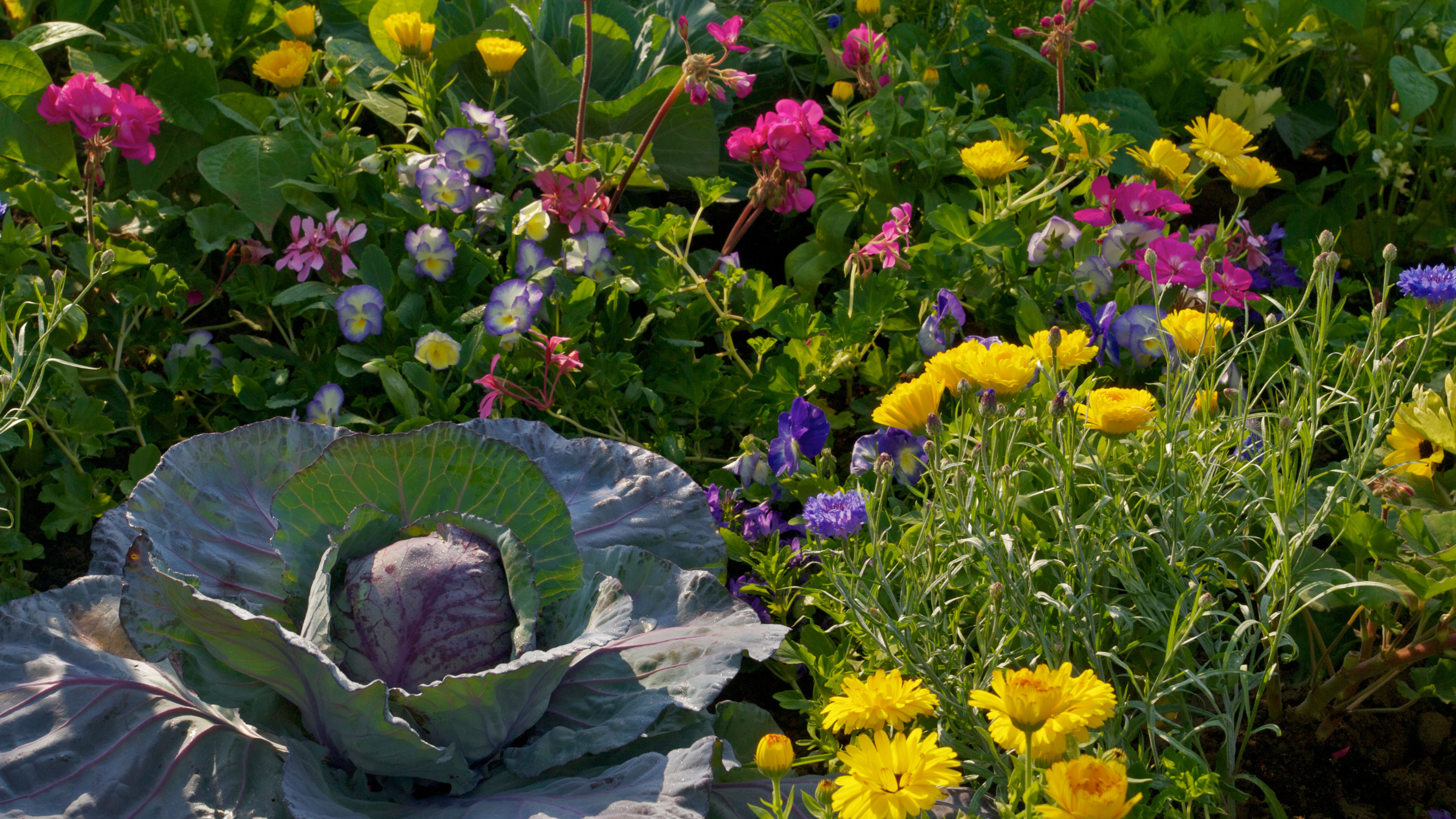 January King cabbage growing with violas, daisies and mixed annuals