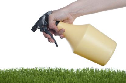 Spraying Of Homemade Lawn Fertilizer On Lawn
