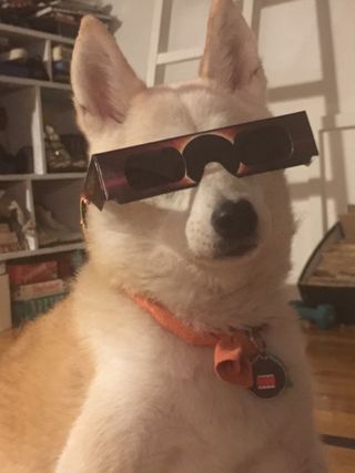 This pooch is ready for the eclipse.