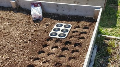 Muffin-tin garden hack