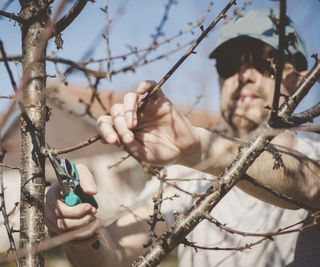 Man doing tree pruning with a pair of pruning shears