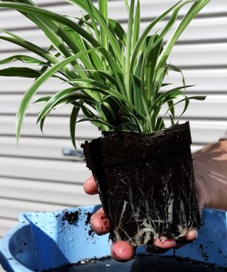 spider plant out of pot