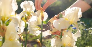 person deadheading irises after flowering using secateurs