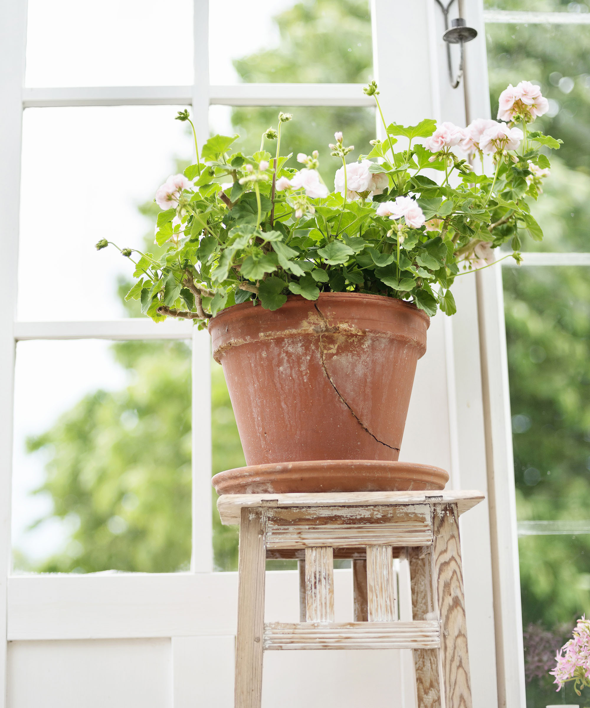 A white geranium in a pot sat on a wooden stool