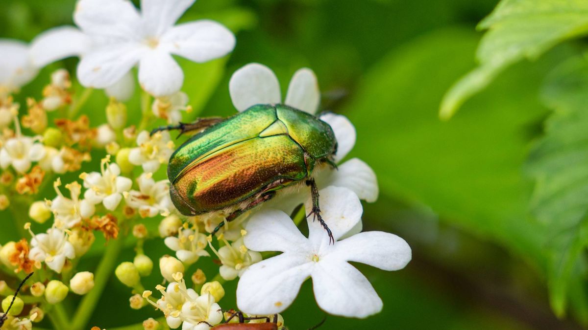 Is That a June Bug or Japanese Beetle? How to Tell the Difference Before One Wrecks Your Summer Garden
