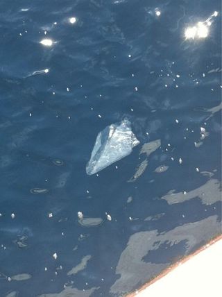 Oceanographer David Gallo posted this picture of a lone plastic bag floating near the site of the RMS Titanic on his Twitter account.