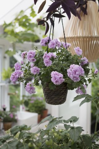 Indoor hanging basket with geraniums