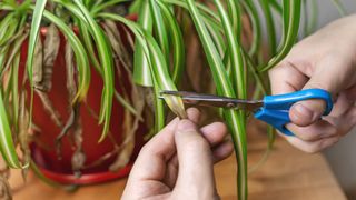 Trimming dead leaves on houseplant