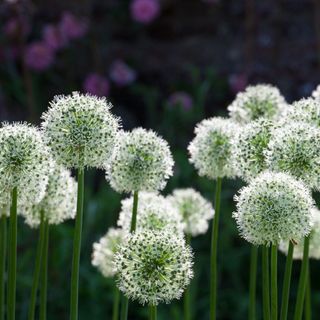 Sarah Raven Allium stipitatum Mount Everest