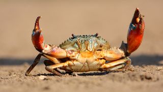 Here we see an orange/red crab with a pale yellow underbelly with its two claws raised in the air. It is on a sandy beach.