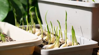 Garlic grown in a pot