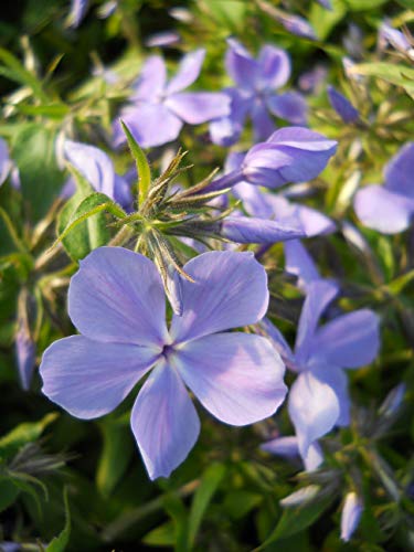 Live Plant Green Promise Farms, American Beauties Native Plants Phlox Divaricata 'blue Moon' #1 Size Container, Blue Flowers