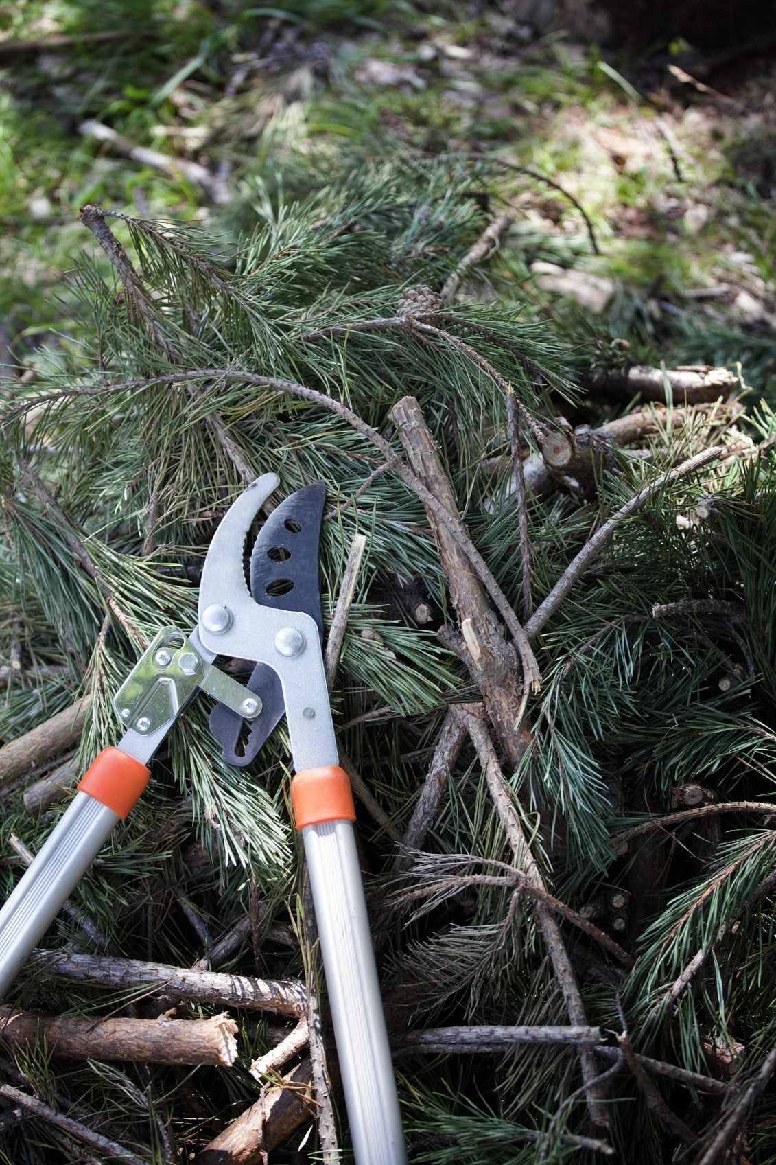 Guide To Pruning Pine Trees Learn How To Prune A Pine Tree Gardening Know How