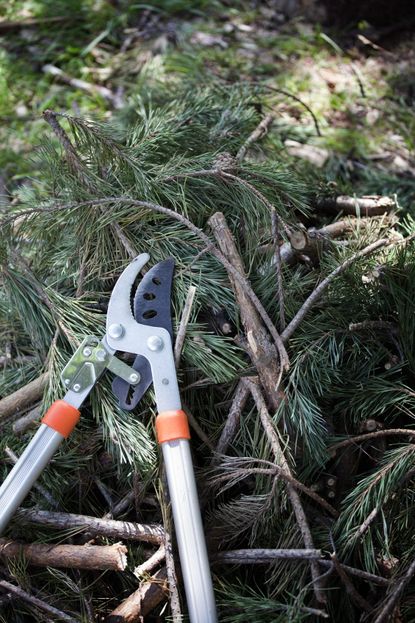 pine tree pruning