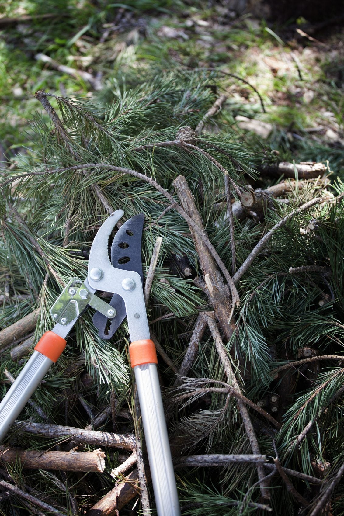 Guide To Pruning Pine Trees - Learn How To Prune A Pine Tree ...