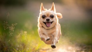 Chihuahua running across grass
