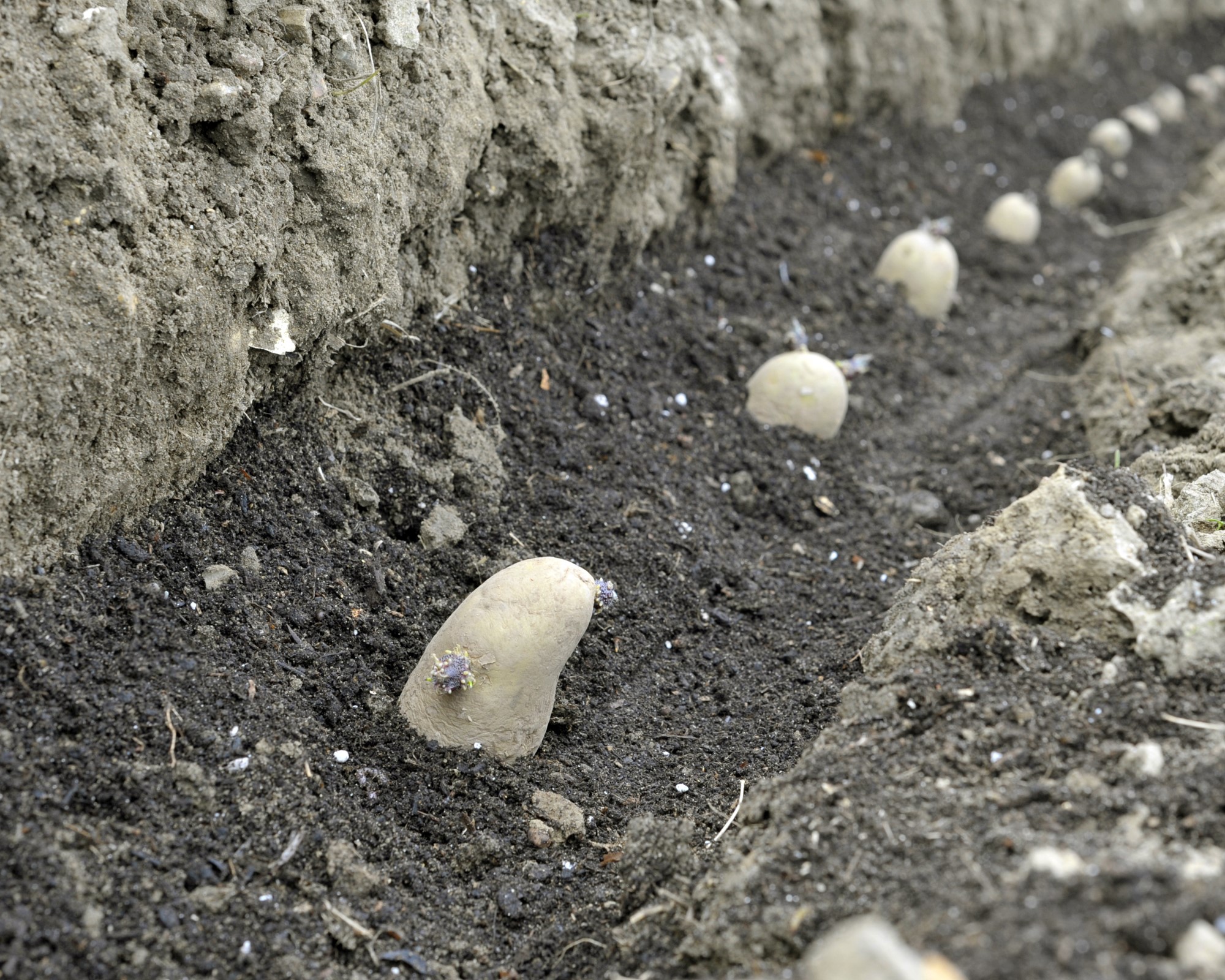 Chitted potatoes planted in a trench