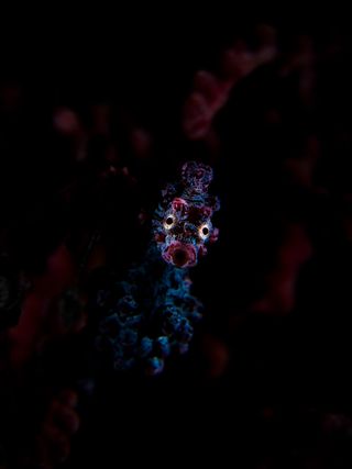 Dragos Dumitrescu took home a third place in the Portrait category for this underwater photograph of a pygmy seahorse off Indonesia at a place called Lembeh, Angel's Window.