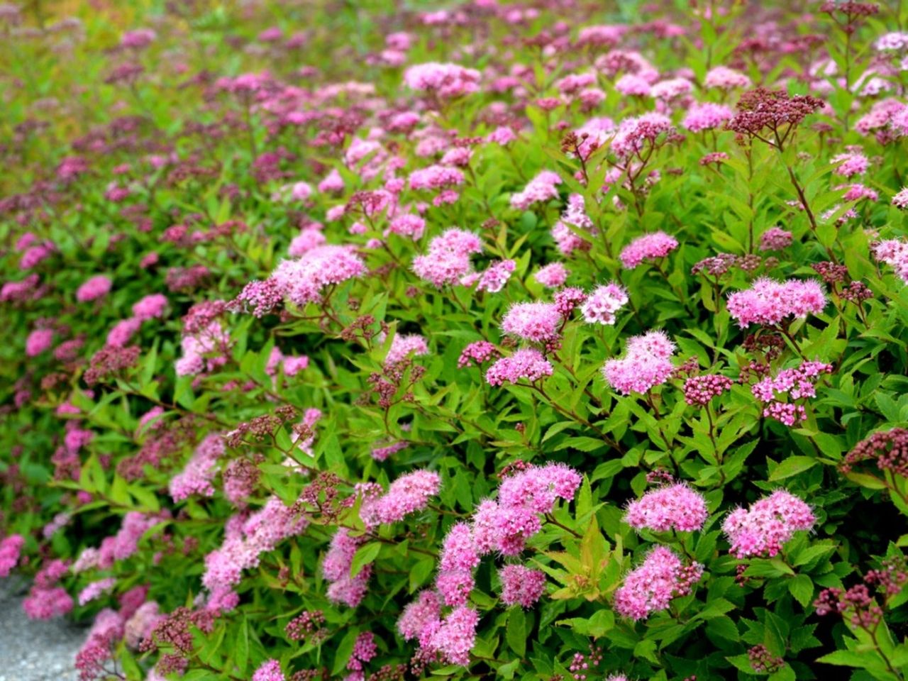 Pink flowers on a Japanese spirea bush