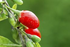 Red Goji Berries