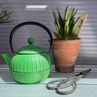 Watering can, shears, aloe vera plant