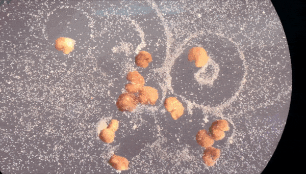 As Pac-man-shaped Xenobot &ldquo;parents&rdquo; move around their environment, they collect loose stem cells in their &ldquo;mouths&rdquo; that, over time, aggregate to create &ldquo;offspring&rdquo; Xenobots that develop to look just like their creators.