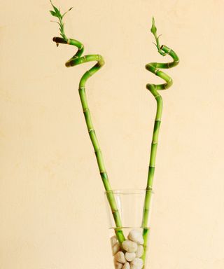 Lucky bamboo