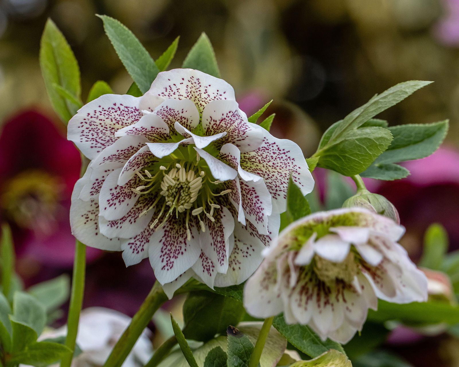 Deer-resistant plants: 10 options to grow in your yard | Gardeningetc