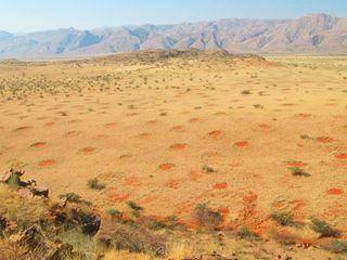 fairy circles in the Namib Desert
