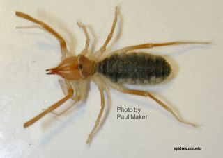 Utah Spiders Identification Chart