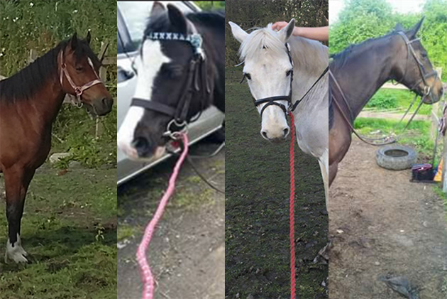 natalie's horses