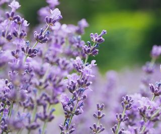 lavender flowers