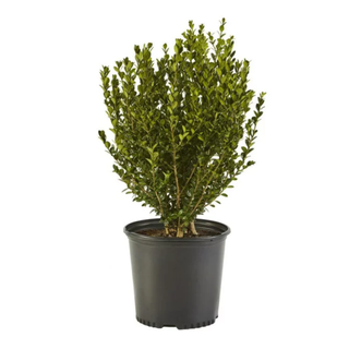 A wintergreen boxwood shrub in a planter