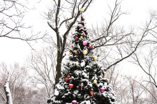 snow covered outdoor Christmas tree