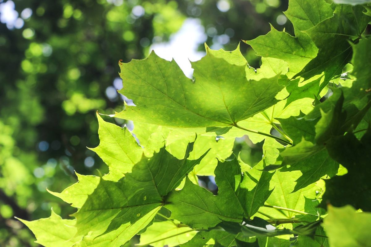 Plane Tree Cultivars: How Many Different Plane Trees Are There ...