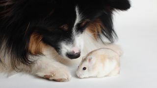 Dog looking at pet hamster