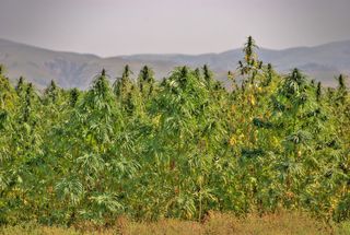 Hemp has a broad climate range and has been cultivated successfully from as far north as Iceland to warmer, more tropical regions.